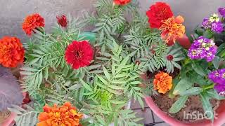 चलिए आपको आज अपना गार्डन दिखाती हूं/ garden overview