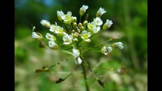 [B] ⚪Capsella bursa-pastoris / 薺（ナズナ）/ shepherd's purse