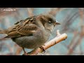 colorful birds 8k🦜 birds singing and rain creating a feeling of tranquility