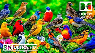 Colorful Birds  8K🦜 Birds singing and rain creating a feeling of tranquility