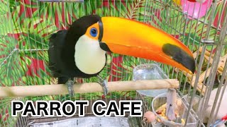 たくさんの鳥と触れ合えるPARROT CAFEに行ってきた！