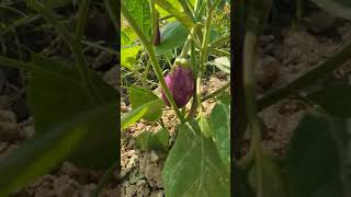 new trending 🔥/ brinjal plants #shorts #viral #tiktok #trending #video #short #subscribe #share #fyp