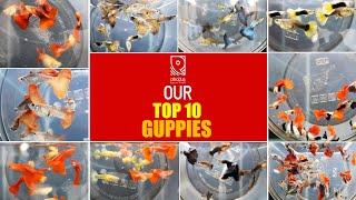 ഞങ്ങൾ പരിചയപ്പെടുത്തുന്ന Top 10 ഗപ്പിസ് |  Precious Guppy Farm Malappuram