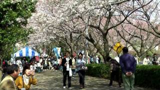 町田 尾根緑道の桜 Cherry blossoms at Oneryokudo Machida