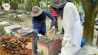 মৌমাছি পালন ও মধু উৎপাদন  | The Bee Farm Documentary