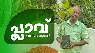 പ്ലാവ് ഇങ്ങനെ നട്ടാൽ? | Jackfruit Plant Cultivation In Malayalam | Plav Nadunnath Engane?