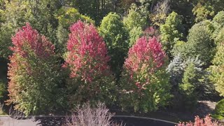 The facts behind fall foliage: the science behind color change