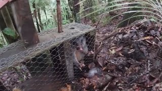 NZ Possum Catch, Clean, Cook (2 ways)