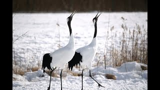 タンチョウ RedCrownedCrane【 令和６年 阿寒国際ツルセンター グルス Akan International Crane Center 】 2024 01 01