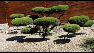 Kerti bonsai (niwaki) kialakítása koros terülő borókából