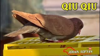 Download 67 Gambar Burung Merpati Qiu Qiu Terbaru Gratis