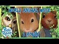 @OfficialPeterRabbit - 🍿🐰 1 Hour Animal Week Special 🎥🐿️ | Cartoons for Kids