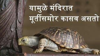 यामुळे मंदिरात मूर्तीसमोर कासव असतो - Why Turtle Front Of God