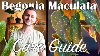 Begonia Maculata Wightii Care Guide | Polka Dot Begonia Tips!