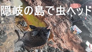 隠岐の島で虫ヘッド！イシダイ、イシガキダイを狙う！【ロックショア】