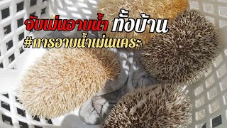 เอาเม่นแคระทั้งบ้าน ลงอ่างอาบน้ำ!! (น้องหนามว่ายน้ำต๋อมแต๋ม) | เม่นจิ๋ว EP.4