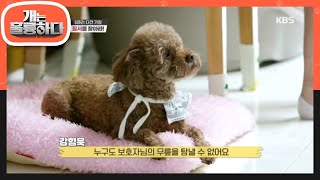 다견 가정을 위한 강형욱의 솔루션, 집에 질서를 찾아라! [개는 훌륭하다/Dogs Are Incredible] 20200629