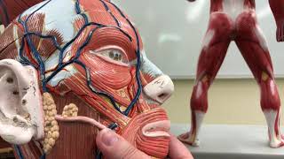 Axial Muscles Walkthrough