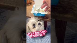 アイスを食べたがる愛犬の反応が可愛すぎる！シーズーこはる。#シーズー #犬のいる暮らし #犬のいる生活 #shihtzu #dog #ペット