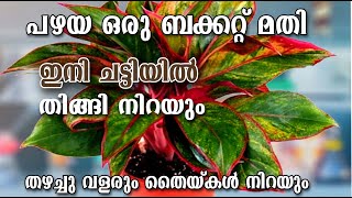 നിങ്ങളുടെ വീട്ടിലുള്ള ഒരു പഴയ ബക്കറ്റ് മതി ഇനി ചട്ടിയിൽ തിങ്ങി നിറയാൻ തൈകൾ നിറയാൻ/ തഴച്ചു വളരാനും