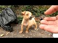 We found a tiny homeless puppy picking up food on a deserted street, he is very hungry