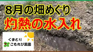 【8月の畑めぐり】灼熱の畑・猛烈な暑さの中、水入れをしながら畑を巡ります。