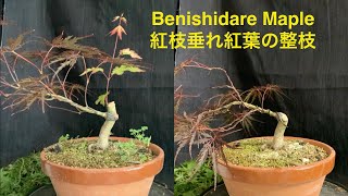 紅枝垂れもみじの整枝 Pruning of benishidare maple bonsai