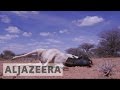 UN: Millions on verge of famine in Somalia