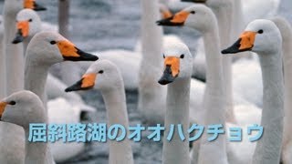 屈斜路湖のオオハクチョウ / Whooper Swans at Lake Kussharo