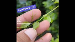 รีวิวต้นเหลืองชัชวาลย์