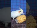 cockatiel thinking face shorts