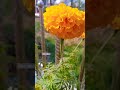 🌱🌼beautiful marigold soaking sunlight☀️during noon in garden🌼 flower nature garden plant shorts