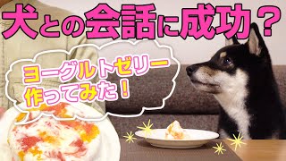 【柴犬】黒柴にヨーグルトゼリーのおやつを作ったら会話ができた？【豆柴】