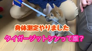 柴犬ルル  #24  うちに来て１ヶ月　テキトー身体測定　どんだけ成長したのかな