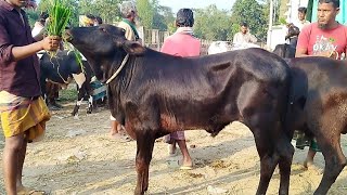 ২০/২৫ হাজার টাকার ফ্রিজিয়ান ও শাহীওয়াল ষাঁড় বাচ্চা || মহাস্থানগড় গরুর হাট বাজার || ০৫/০২/২০২৫