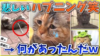 【2ch動物スレ】ネコに降りかかる悲しいハプニング集→可哀想だけど笑ったｗｗ