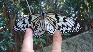 沖縄の生き物214日本一大きなタテハチョウオオゴマダラ  沖縄の県蝶