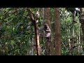 monkeys jumping between trees at pulau ubin singapore monos saltando entre árboles