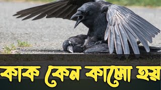 কাক কেন কালো হয়? জানলে কেদে ফেলবেন