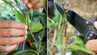 [NEW] Approach Grafting Mango Tree 100% Work Even For beginner