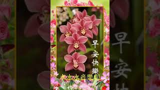 好友友👫早安美好❤ 歌曲【難忘的夢】🎵