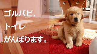 【#2】トイレをものすごく頑張るゴールデンレトリバー