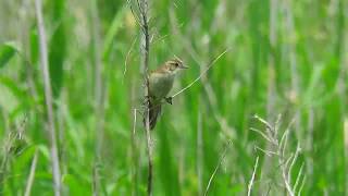 Japanese Marsh Warbler3/オオセッカ雄