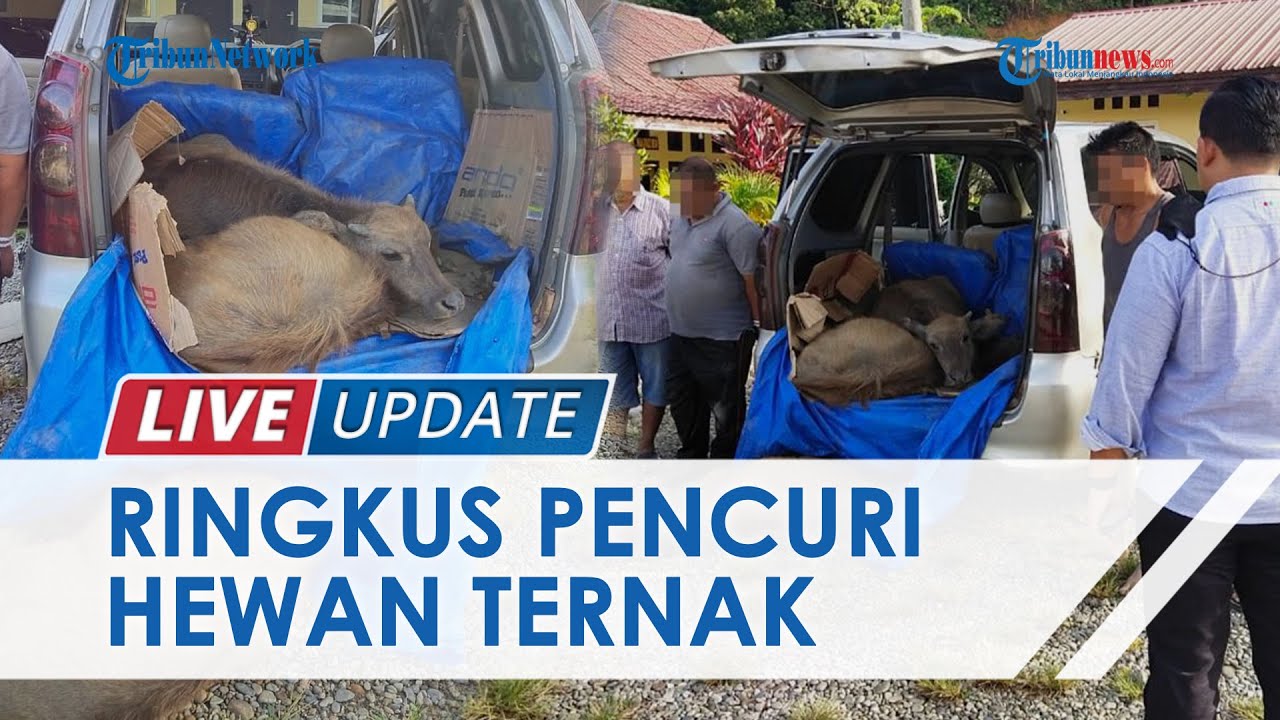 Spesialis Pencuri Hewan Ternak Di Aceh Barat Ditangkap Polres Abdya, 2 ...