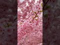 MUSIM BUNGA SAKURA DI JEPANG #sakura #shorts #travelling