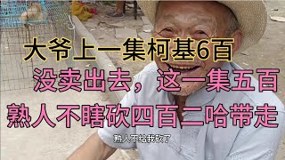 大爷上一集柯基6百没人要这回500了，老熟人不瞎砍价四百二傻带走