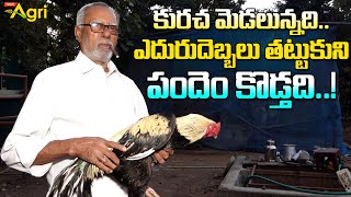 Dinki Pandem Punjulu | కురచ మెడలున్నది ఎదురుదెబ్బలు తట్టుకుని పందెం కొడ్తది..!! Tone Agri