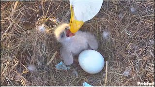 SWFL Eagles ~ Amazing M15 Gives First Feeding To E24 🐣 Peep Peep Ready To Eat! Tumbles Over 12.15.24