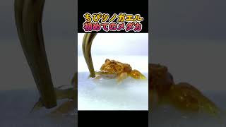 ちびツノガエル、初めてのメダカ捕食#shorts