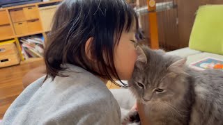 お出迎え猫と撫でられまくりに来る猫　ラガマフィン　サイベリアンA cat that greets you and a cat that comes to be petted.